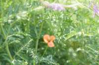 DSC06422.JPG