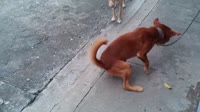 ланч подан.mp4