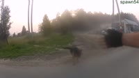 собака напала на велосипедиста.mp4