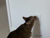 16821845043620.mp4