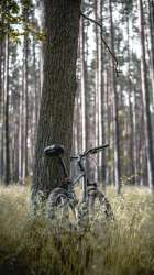 bikeforesttrees1733202160x3840.jpg