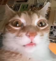 23342.webm