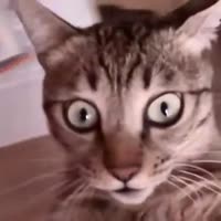 6772900162938.webm