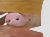 6fc6c51ff5beb0fe796c318e2ee47fad.mp4