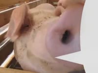 6fc6c51ff5beb0fe796c318e2ee47fad.mp4