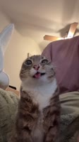 bz5jJq2rAGMHsTfocfO.mp4