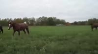17536502270930.webm