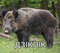 дзікпік (картинка с кабаном - дзік по-беларуски).png