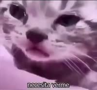 16235231281371.mp4