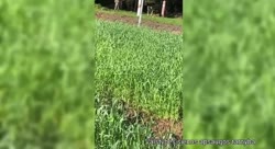 Беларуские погранцы заметают следы.MOV