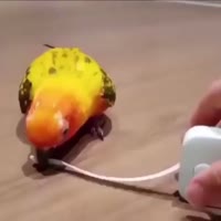 papug.mp4
