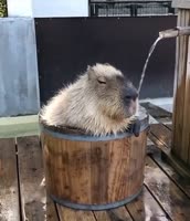 чил.mp4