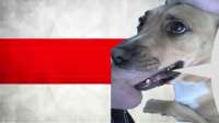 Бчбпёс.jpg