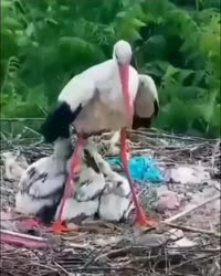 Бусел абараняе птушанят.mp4