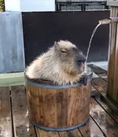 чил.mp4