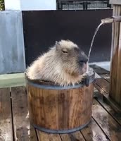 чил.mp4