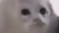 16240421414431.mp4