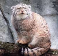 pallas-cat-2.jpg