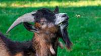 goat-2421138960720.jpg750x415q75crop-Truesubsampling-2upsca[...].jpg