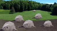 16240421414431.mp4