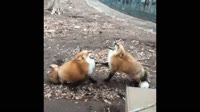 15839539498920.webm