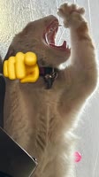 17285382498630.mp4