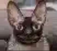 17204296589510.png