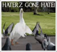 inew-improved-dancing-swan.gif