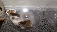 hamhamempire-1385752101347684354-20210424032701-vid1.mp4