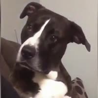 15577755258290.mp4