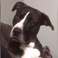 15577755258290.mp4