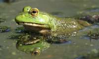 American-bullfrog.jpg