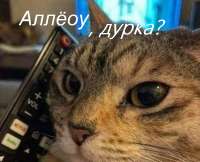 8430508.jpg