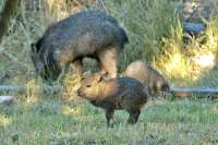 JuvenilejavelinanearGlenwoodNMUSA.jpg