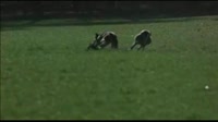 ф.webm