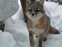 grayfox.jpg