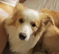 dog-border-collie-lies-paw-footage-278290380iconl.jpg