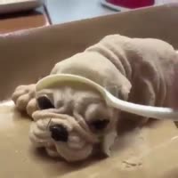 15408429078602.mp4