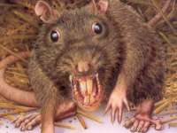 ugly-rat-pictures-htkgui2lbr935i8r.jpg