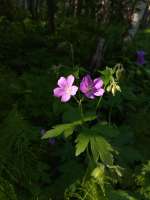 IMG20250529191806.jpg