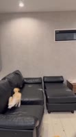 фенек2.mp4