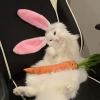 1739159533676798.webm