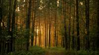 Falling-asleep-forest.jpg