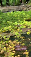 7490669619540282646@uasaverbot.mp4
