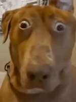CAACAgIAAxUAAWhhFxhH2a0mcxqE3tei6YEi4wqAAIGWAACNa6RSYqQgDAAAauW-jYE.jpg