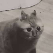 images (1).jpeg