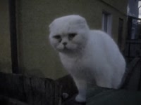 paranoidcute2025-08-19-06-02-141755572534685.mp4