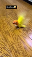 1648419170777.mp4