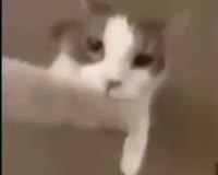 16274549467250.mp4