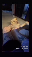 BA4FC5627CA1E4F3CC9D21116E8BF48Fvideodashinit.mp4